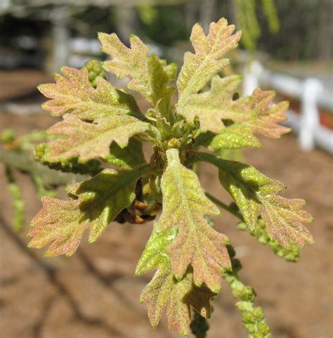 Using Georgia Native Plants: New Leaves