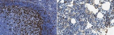 Anti-PD-1 Antibody, clone EH33 clone EH33.1F9.G4.5, from mouse | Sigma ...