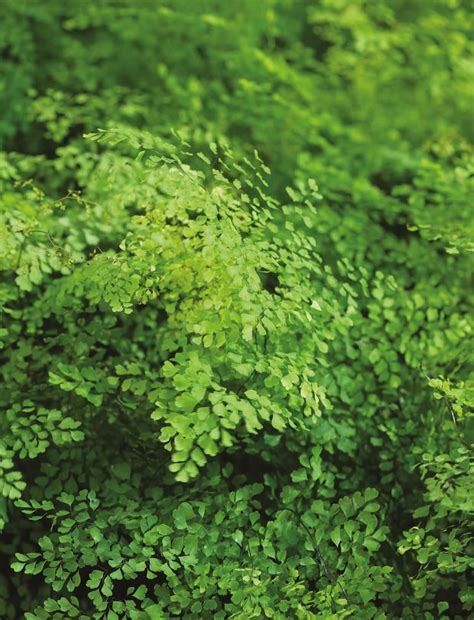 Cool plants for shade | The Gardener - gardening - Read this story on ...