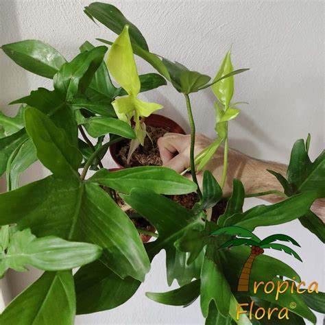 Philodendron Florida Ghost - Tropica Flora