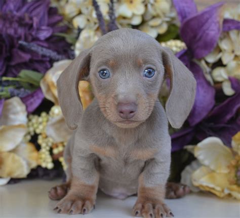 Blue Dachshund