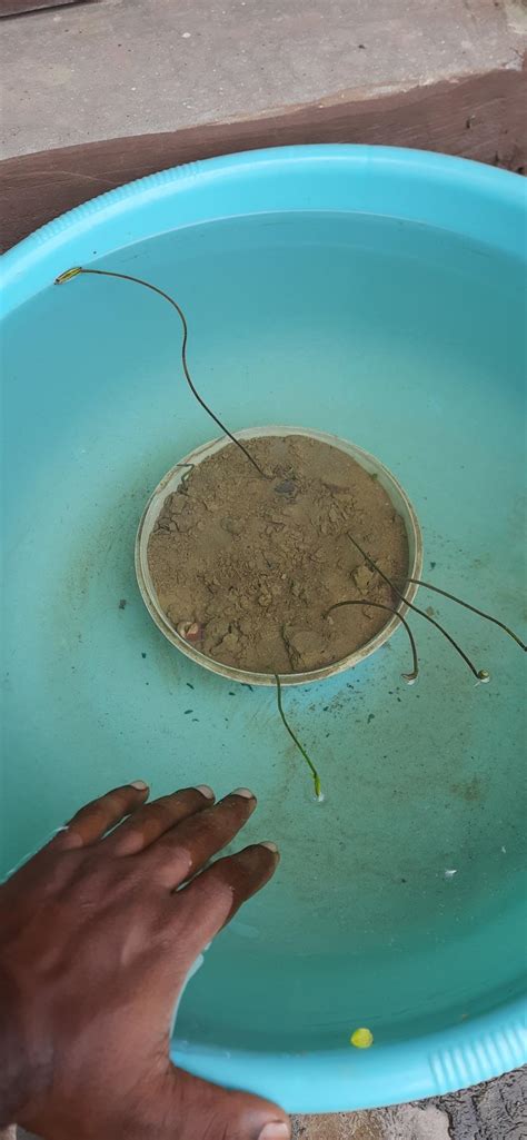 NooElec Seeds India Green Gardens Yellow Petals Tipped with Pink ...