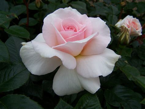 Hybrid Tea rose for sale by mail order from East Sussex | Planting ...