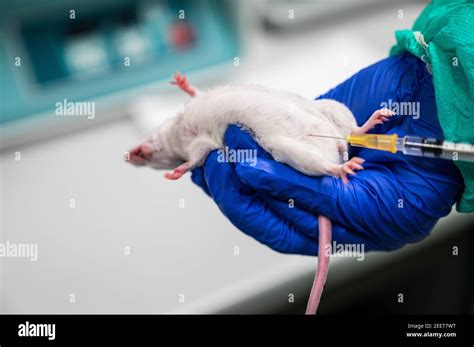 Image result for Mouse Peritoneal Injection