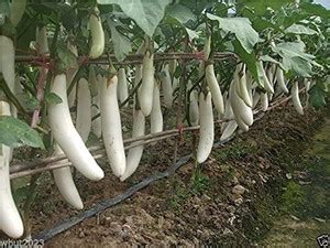 Aro Brinjal white Long, Eggplant Seed Price in India - Buy Aro Brinjal ...