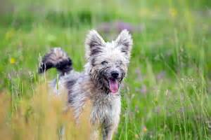 The 30 smallest dog breeds in the world