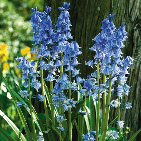 Best 12 Plant FAQs: Bluebells – Hyacinthoides non-scripta – Artofit