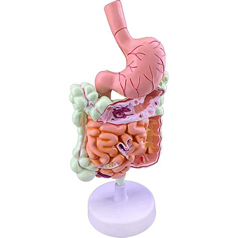 Buy Amhuui Human Digestive System Model, Assembly Model Human Digestive ...