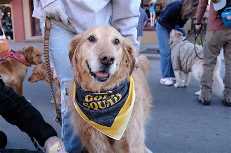 Goldens in Golden 2026 Is the Event's Largest Golden Retriever ...