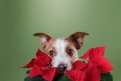 Are Poinsettias Toxic To Cats And Dogs