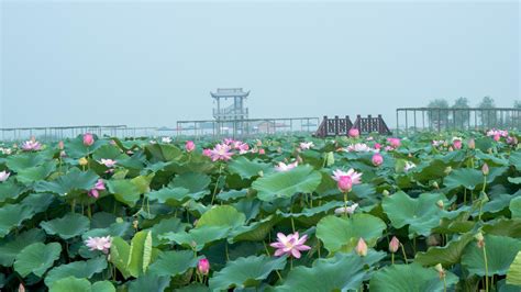 喜迎二十大 江门这十年·蓬江区荷塘镇 | 荷塘镇奋力建设粤港澳大湾区产业合作桥头堡_蓬江资讯_江门市人民政府门户网站