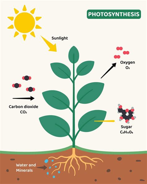 Illustrative diagram showing the process of photosynthesis in a plant ...