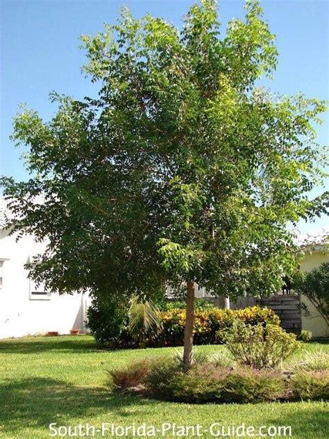 Florida Native Trees: A Guide to Indigenous Species