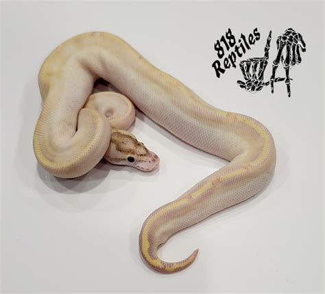 Image result for Goblin Ball Python