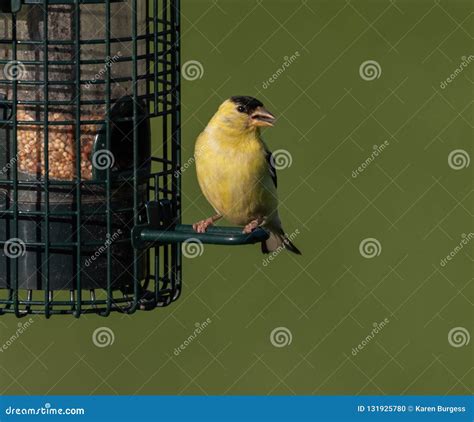 American Goldfinch at Muskoka Feeder Stock Photo - Image of bright ...