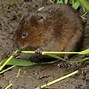 Image result for water vole