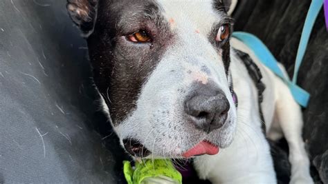 Dog on the mend after rattlesnake bite