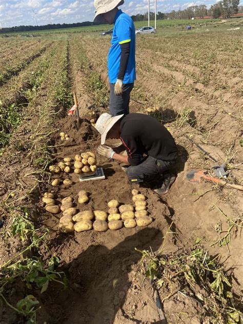 河北正定县3000吨土豆热销 爱心企业拉走20吨_滞销信息_新浪财经_新浪网