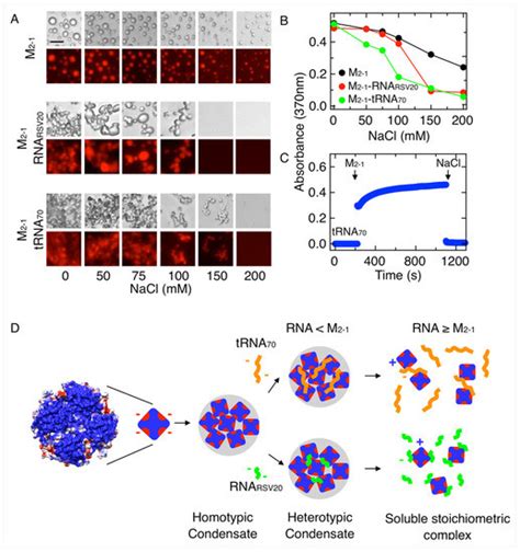 Assembly of the Tripartite and RNA Condensates of the Respiratory ...