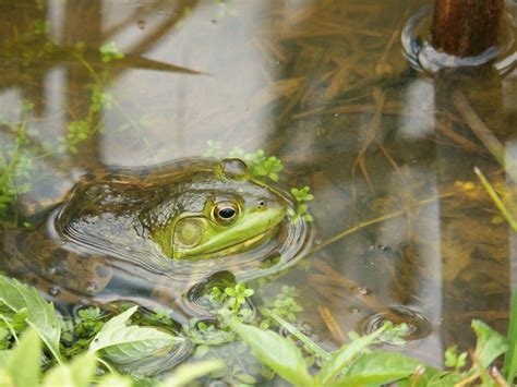 Frog In Pond Free Stock Photo - Public Domain Pictures