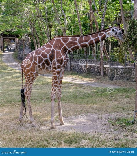 The tall tail of Giraffe stock image. Image of mammal - 289168299