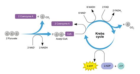 Glycolysis And Krebs Cycle Diagram Cellular Respiration: Equations,