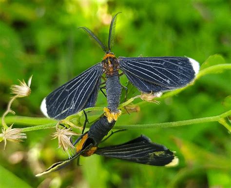 22 Types of Black Moths (Pictures and Identification)