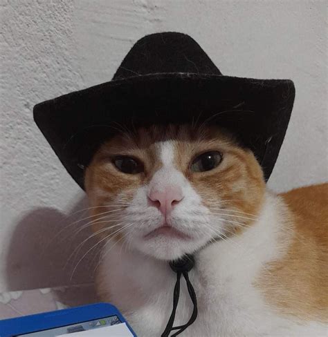 15 cat cowboy hat pictures that will melt your heart – Artofit