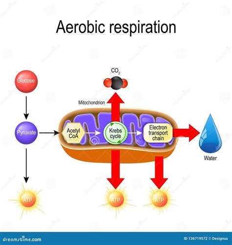 A Diagram Of A Cell With Mitochondria And The Process Of Cellular ...