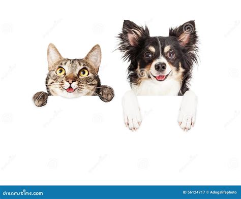 Happy Dog and Cat Over White Banner Stock Image - Image of chihuahua ...