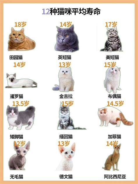 猫咪最新年龄换算表！-搜狐大视野-搜狐新闻
