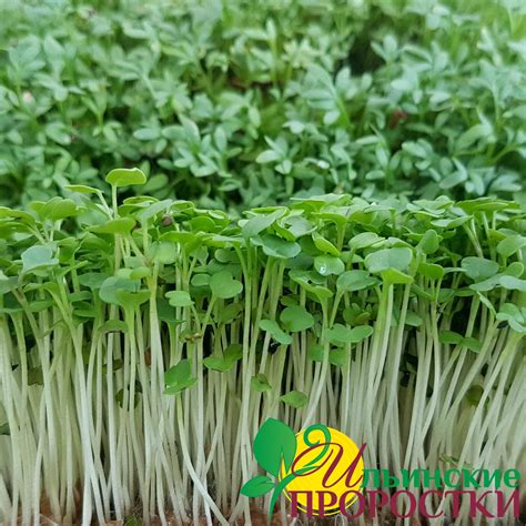 Руккола семена для проращивания микрозелени и беби зелени купить в ...