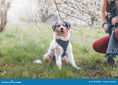 Unique Portrait of an Australian Shepherd Puppy Who Expresses His ...