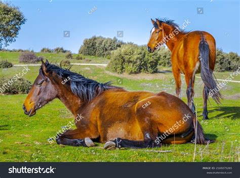 Two Calm Horses Laying Backward Viewing Stock Photo 2169275265 ...