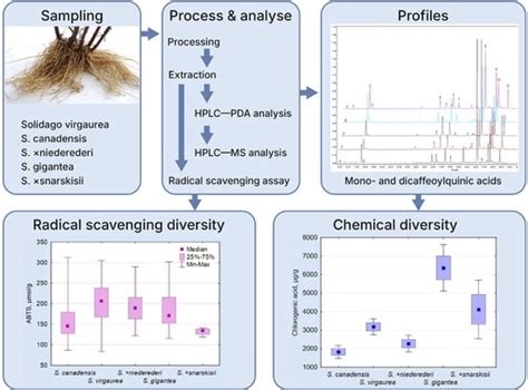 Comparative Analysis of Root Phenolic Profiles and Antioxidant Activity ...