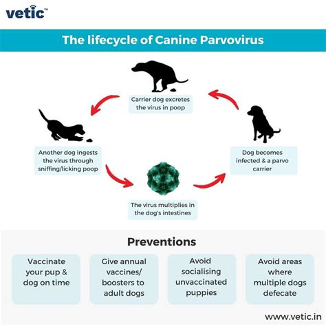 Cleaning up after parvo or enteritis: how to keep other pets safe - Open Association of Research ...