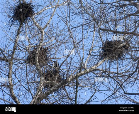 Crows Nests Stock Photos & Crows Nests Stock Images - Alamy
