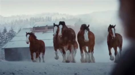 Super Bowl Clydesdale Commercial