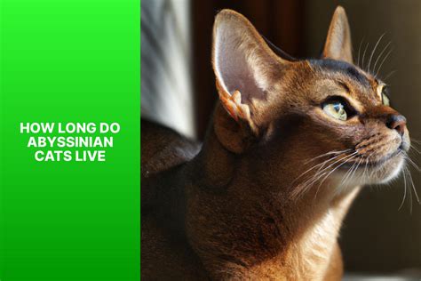 Abyssinian Cat Lifespan: Discover How Long They Typically Live