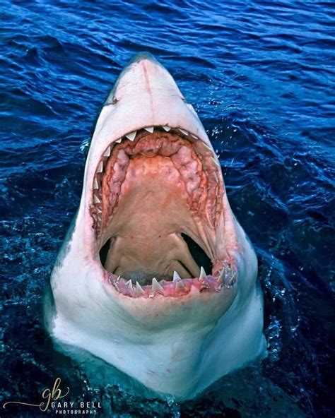 Great White Shark with Mouth Open