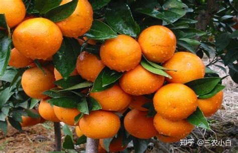 柑橘结果需要几年，附其种植方法 - 农敢网