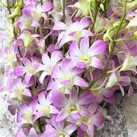 Crystal Pink Dendrobiums (20 stalks) - Toh Garden : Singapore Orchid ...