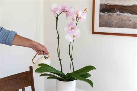 When Do Orchids Bloom at Craig Alston blog