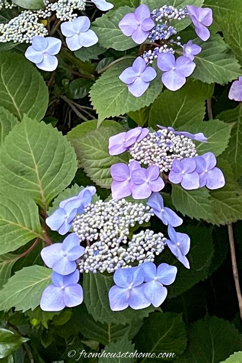 Types Of Hydrangeas