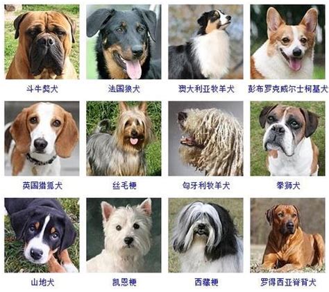 2015最新狗狗名字大全-起名网