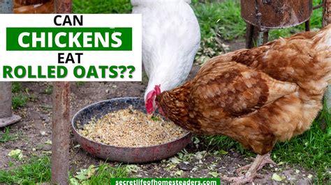 Do Chickens Eat Oats at Jerry Rounds blog
