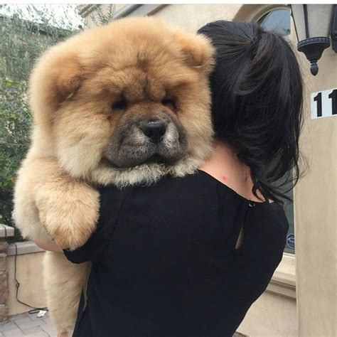 Chow Chow Full Size