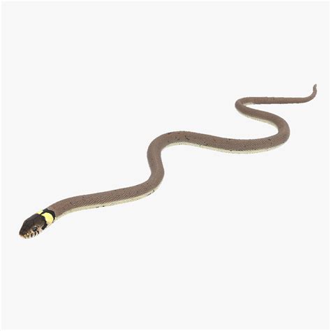 Natrix Natrix Rigged for Cinema 4D 3D model | 3D Molier International