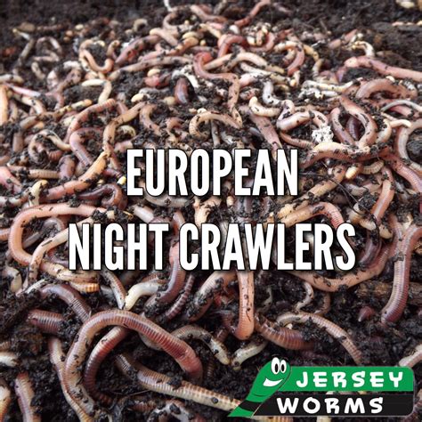 European Nightcrawlers