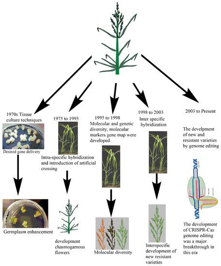 From Traditional Breeding to Genome Editing for Boosting Productivity ...